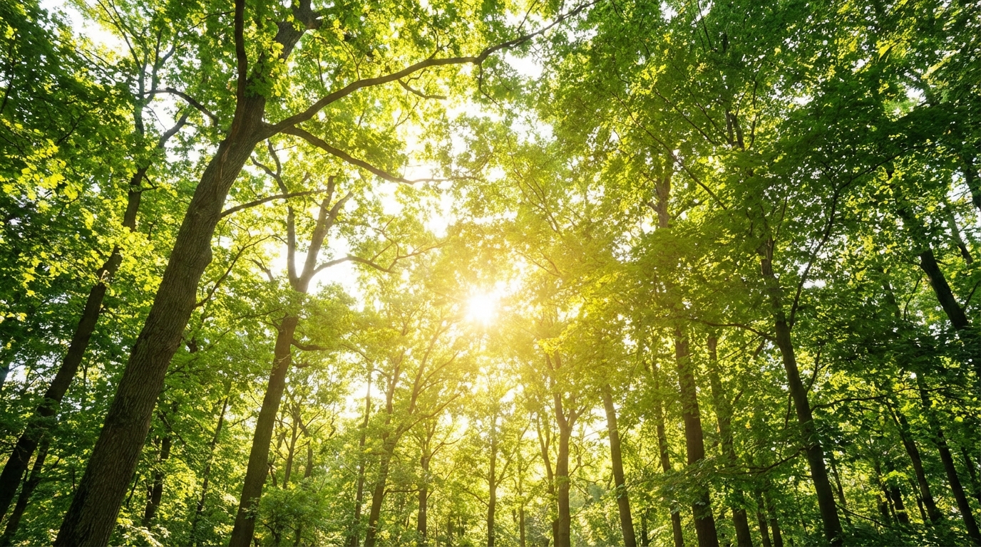 How Fresh Air Supports Daily Energy